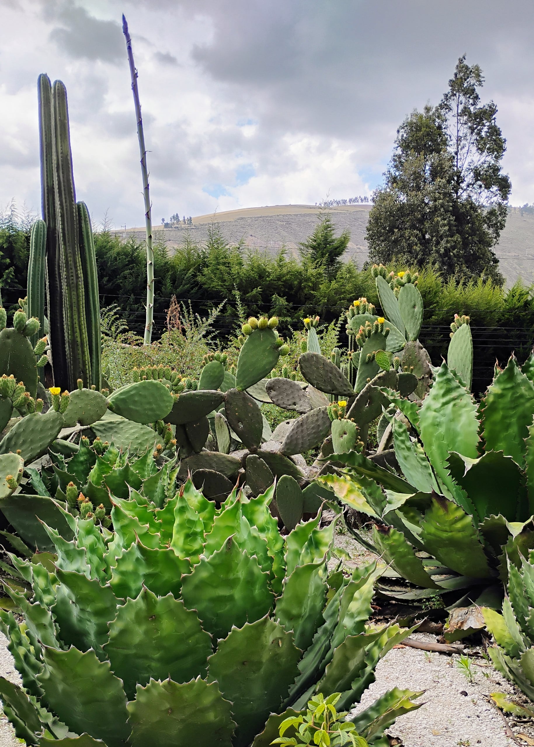 Photo of Cactus by Madeleine Arenivar